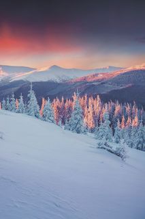 Картина на стекле 20x30 см. Зимний лес Ekoramka SE-102-105