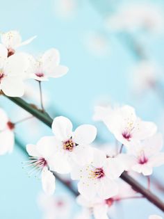 Картина на холсте 30x40 см "Ветка сакуры на голубом фоне" Ekoramka HE-101-560