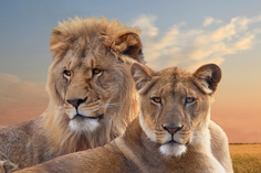 Картина на холсте 90x60 см "Лев и львица" Ekoramka HE-101-908