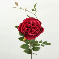 Цветок Роза 8680943025968 Arya