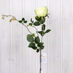 Цветок Роза 8680943025951 Arya