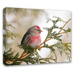 Картина Симфония Снегирь 50х40 см