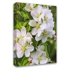 Картина Симфония Роскошная яблоня 40х50 см