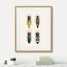 Картина Картины в Квартиру Assorted Beetles №5 1735г (42х52 см)