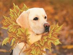 Набор вышивки бисером Матренин Посад "Королева осени"