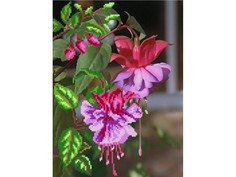 Набор вышивки бисером Матренин Посад Фуксия