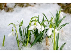 Набор вышивки бисером Матренин Посад "Подснежники"