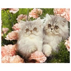 Рыжий кот Картина по номерам "Красивые персидские котята" 40х50 см (GS632)