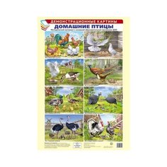 Демонстрационные картины. Домашние птицы. Методический материал к основной образовательной программе ДОО Творческий Центр СФЕРА