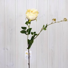 Цветок Роза 8680943025944 Arya