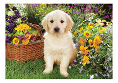 Пазл Trefl Лабрадор в саду 500 элементов