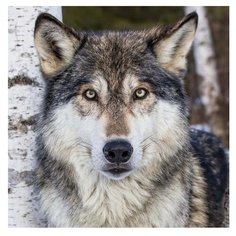 Molly Картина по номерам "Серый волк" 30х30 см (KH0375)