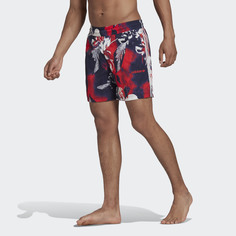 Шорты Festivo adidas Originals