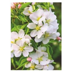 Фотообои бумажные Симфония Волшебная яблоня Bellissimo 1.4х2м белый/зеленый