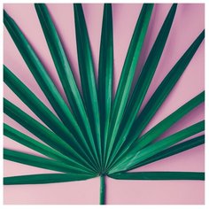 Картина Ekoramka Тропический лист на розовом фоне 40х40 см