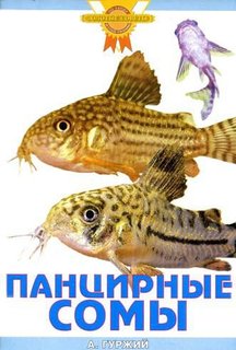 Панцирные сомы (цвет) Аквариум Принт