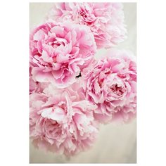 Картина Ekoramka Цветущие пионы