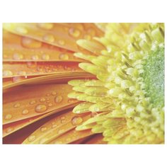 Картина Ekoramka Оранжевая