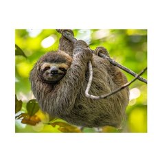 Рыжий кот Картина по номерам "Ленивец на ветке" 40х50 см (Х-9183)