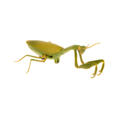 Робот Jiahuifeng Mantis 6661 зеленый