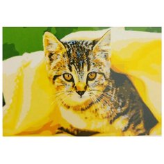 Рыжий кот Картина по номерам "Котенок под пледом" 50х40 см