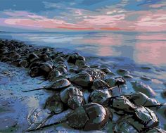 Картина по номерам Живопись по Номерам "Камни", 40x50