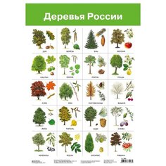 Плакат Дрофа-Медиа Деревья России