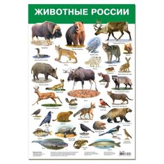 Плакат Дрофа-Медиа Животные России 2986