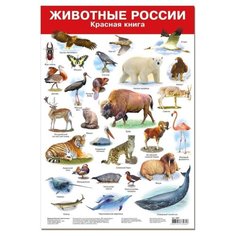 Плакат Дрофа-Медиа Животные России-2. Красная книга 2987
