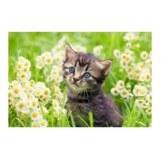Рыжий кот Картина по номерам "Котенок в ромашках" 40х50 см (Х-3658)