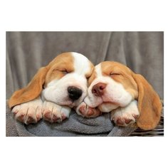 Рыжий кот Картина по номерам "Спящие щенята" 30х40 см (Х-3731)