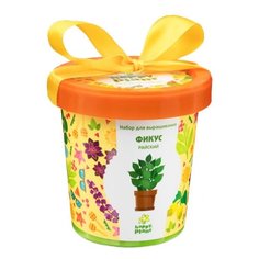 Набор для выращивания Happy Plant Горшок подарочный Фикус райский