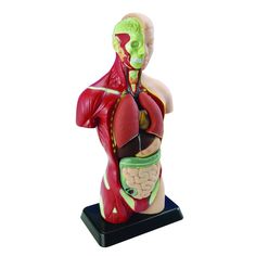 Анатомическая модель Edu-Toys тело + органы 27 см