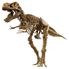 Набор Edu-Toys Скелет динозавра. T-Rex