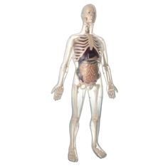Анатомическая модель мужского тела Edu-Toys скелет + органы 56 см