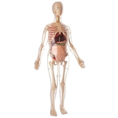 Анатомическая модель женского тела Edu-Toys скелет + органы 56 см