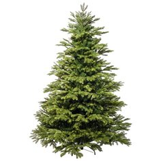 Царь елка Ель Байкальская 2.1