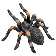 Mojo Мексиканский красноколенный паук птицеед 387213