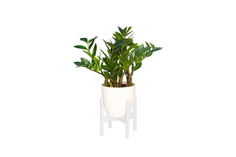 Подставка для комнатных растений Oxalis Hoff