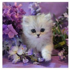 Molly Картина по номерам "Котенок в сиреневых цветах" 30х30 см (KH0387)