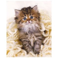 Рыжий кот Картина по номерам "Милый пушистый котёнок" 40х50 см (Х-3526)