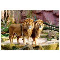 Пазл Trefl Львы (26088), 1500 дет.