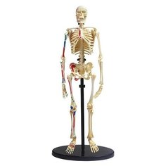 Набор Edu Toys Human skeleton model (SK057)