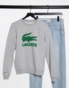 Серый свитшот из флоковой ткани с большим фирменным крокодилом Lacoste-Темно-синий