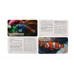 Набор карточек Умница Мир на ладошке. Чудо-рыбы 18x10.3 см 24 шт.