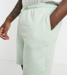 Трикотажные шорты шалфейно-зеленого цвета French Connection Plus-Зеленый