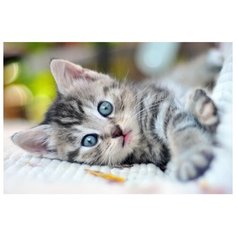 Рыжий кот Картина по номерам "Милый Котенок" 40x50 см (Х-4698)