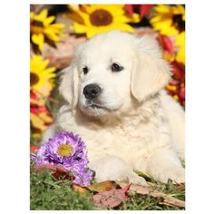 Рыжий кот Картина по номерам "Щеночек в саду" 40x50 см (Х-4704)