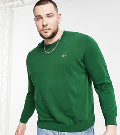 Зеленый трикотажный джемпер с круглым вырезом и логотипом Lacoste-Зеленый цвет