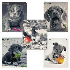 Альт Тетрадь Щенки. Контрасты 7-48-1026, клетка, 48 л.